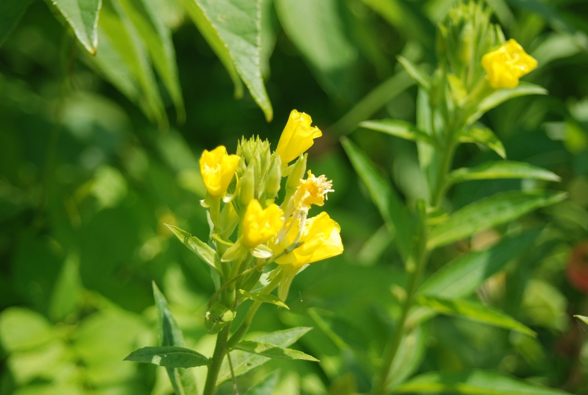 k2_science's tweet photo. ゴルフ場のまわりで毎年たくさん花を咲か��ています。
花は黄色ですがアカバナ科のなかまです。
#メマツヨイグサ https://t.co/OWzqEHZvfD