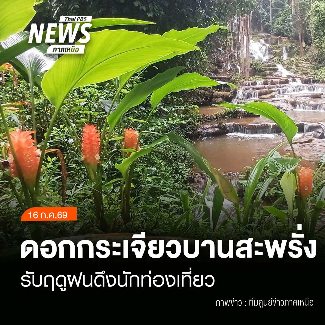 ThaipbsN's tweet photo. (16/7/69)
...ดอกกระเจียวสีส้ม หรือ "ราชินีดอกไม้แห่งตะวันตก" บานสะพรั่งทั่วอุทยานแห่งชาติน้ำตกพาเจริญ อ.พบพระ จ.ตาก โดยปีนี้ออกดอกมากกว่าทุกปี กลายเป็นไฮไลต์ท่องเที่ยวฤดูฝน ดึงดูดนักท่องเที่ยวและช่างภาพจำนวนมาก 
#เปิดประเด็นเป็นที่พึ่ง https://t.co/FljWfhfbnh