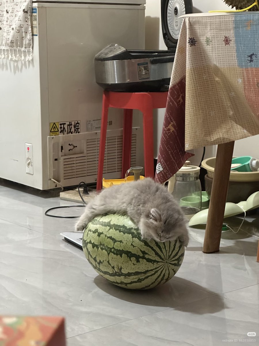 nocontextscats's tweet photo. 😴 https://t.co/9rNOSspIcc