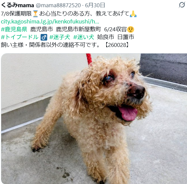 mama88872520's tweet photo. 残念ながら迎えなく #里親募集 になりました😔
https://t.co/cjwWBLdNVU
素敵なご縁💗祈ってます🙏 #鹿児島県  里親募集中
鹿児島市  #迷子犬  トイプードル ♂️ 【No.260028】 https://t.co/7RXQmiqcEq