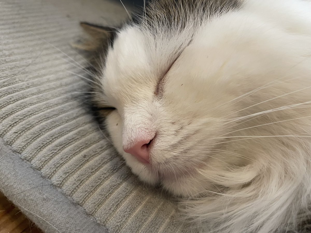 imasaraisuke's tweet photo. _(ˇωˇ」∠)_ ｽﾔｧ…

だいぶ寄ってもおきにゃい。

#ノルウェージャンフォレストキャット https://t.co/w1tV1eFYmP