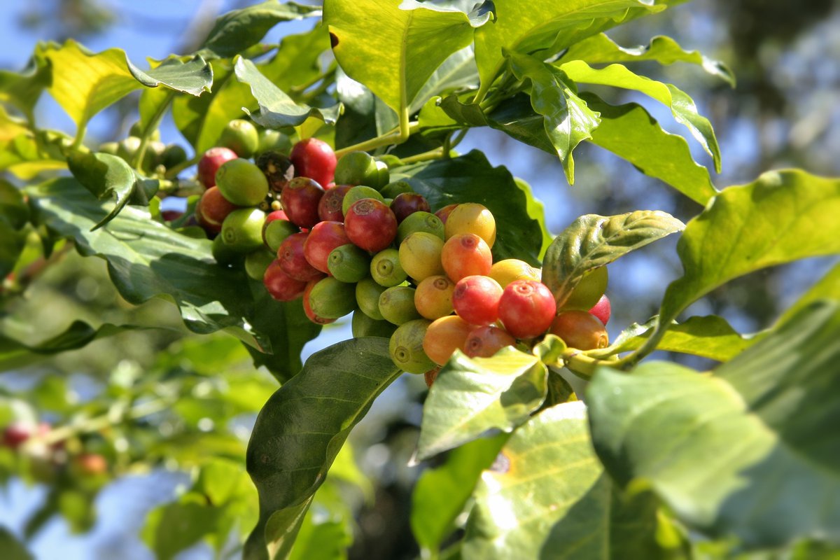BaobabCoffeeke's tweet photo. From the fertile farms of Kenya's highlands to your cup, experience coffee at its finest.
Order now: https://t.co/D9lTpiYL3c
π² 0703 490498
#BaobabCoffee #KenyanCoffee #CoffeeLovers #KenyanCoffee #MorningCoffee #CoffeeTime #Coffee #Singlesourcecoffee #farmfresh #OrganicCoffee https://t.co/7giH7AHhQa