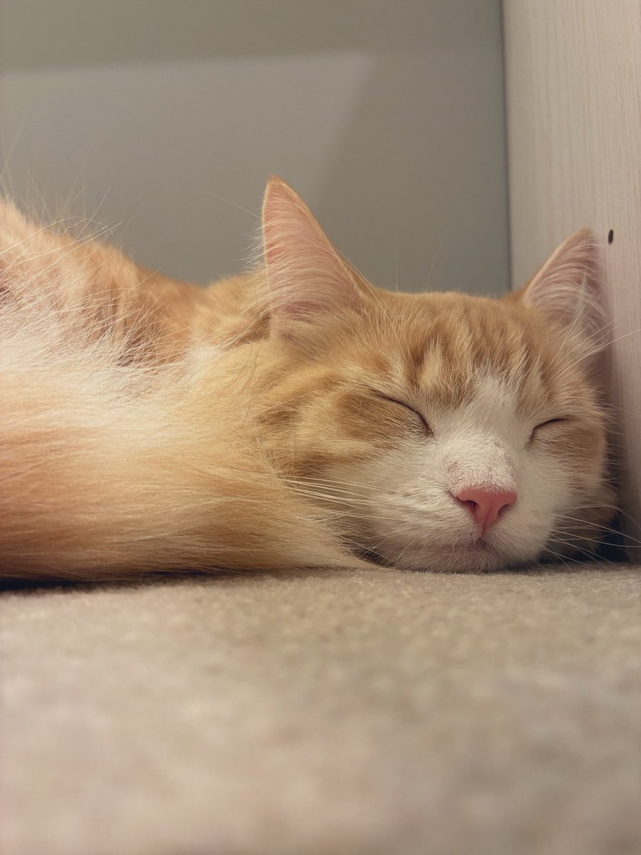REALITY_ouga's tweet photo. 猫カフェ行ってきた🐈‍⬛
可愛いかった https://t.co/Qiyopjdn0L