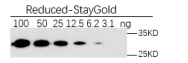 AlpVHHs's tweet photo. Optimize your Western blots with Anti-StayGold/mBaojin Rabbit Ab (082-201-001): clean bands, low background, 1:5,000–1:20,000 dilution, and shorter exposure for reliable results. Learn more: https://t.co/Rd1LqIyxXi #WesternBlot #Antibody #Nanobody #LifeScience #StayGold #mBaojin https://t.co/63zt2Dtd2q