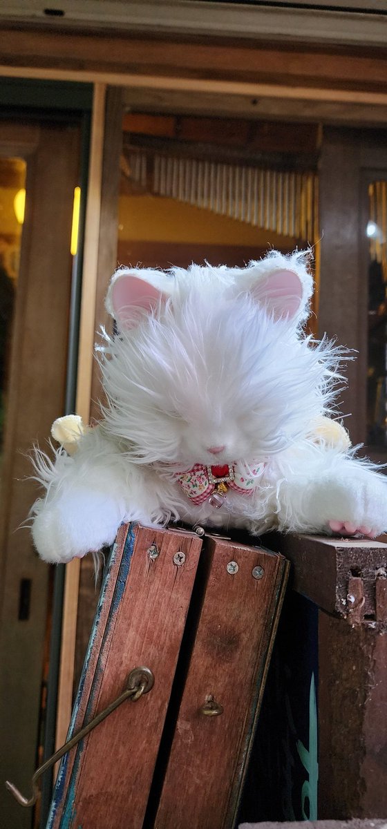 Nyan2E's tweet photo. あー‼️お客様‼️とうふちゃんお忘れですฅ(ºﾛº; )ฅ🐈🤍✨ https://t.co/fs3urYbxGU