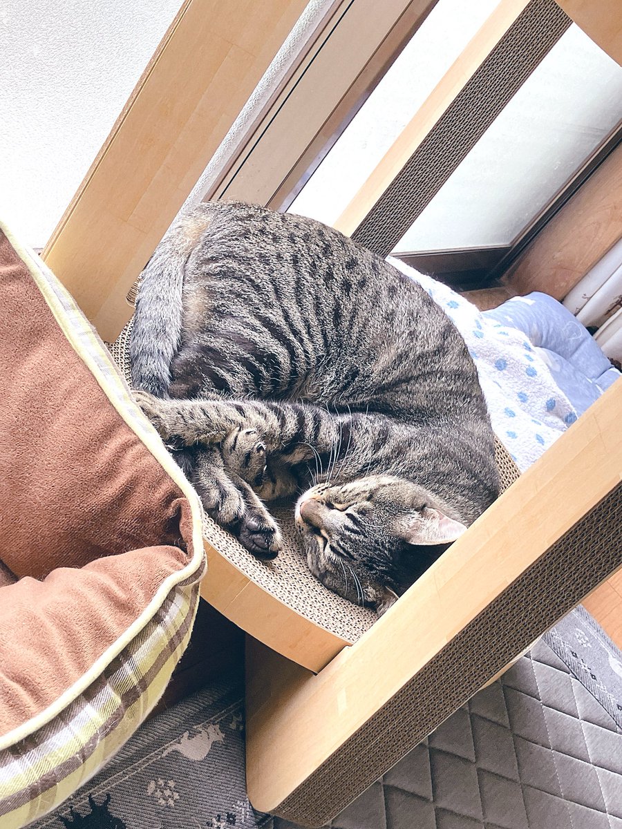 boku617's tweet photo. お休みの日は猫を隠し撮りしがち https://t.co/Tjz9HGBUck
