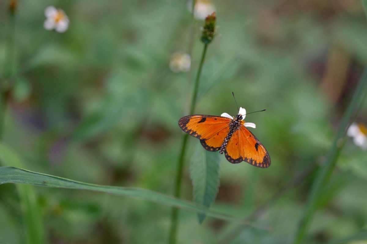 CBG_UofG's tweet photo. While deploying the last trap in Marakele NP, we couldn't help but notice the abundance of butterflies. What is it about this landscape that makes it so favourable for them? Sometimes the best part of fieldwork is the questions it inspires.
#CBGSANParksMalaiseProject https://t.co/rrmvCGvQMw