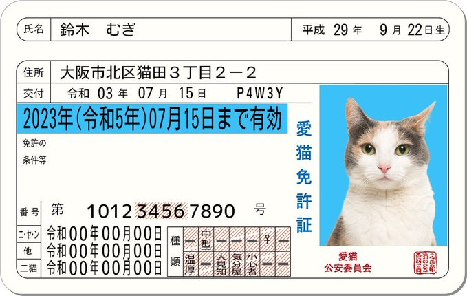 gatto tweet media