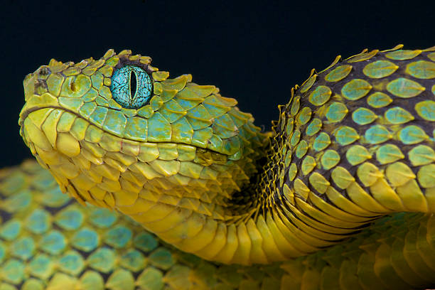 glorysummittour's tweet photo. To highlight the incredible diversity and ecological importance of snakes, we celebrate #WorldSnakeDay. Try to protect them and share their role in ecosystems. #ExploreUganda #Snakes #Reptiles #VisitUganda #UniquelyOurs https://t.co/VpEXEaNA5H