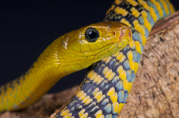 glorysummittour's tweet photo. To highlight the incredible diversity and ecological importance of snakes, we celebrate #WorldSnakeDay. Try to protect them and share their role in ecosystems. #ExploreUganda #Snakes #Reptiles #VisitUganda #UniquelyOurs https://t.co/VpEXEaNA5H