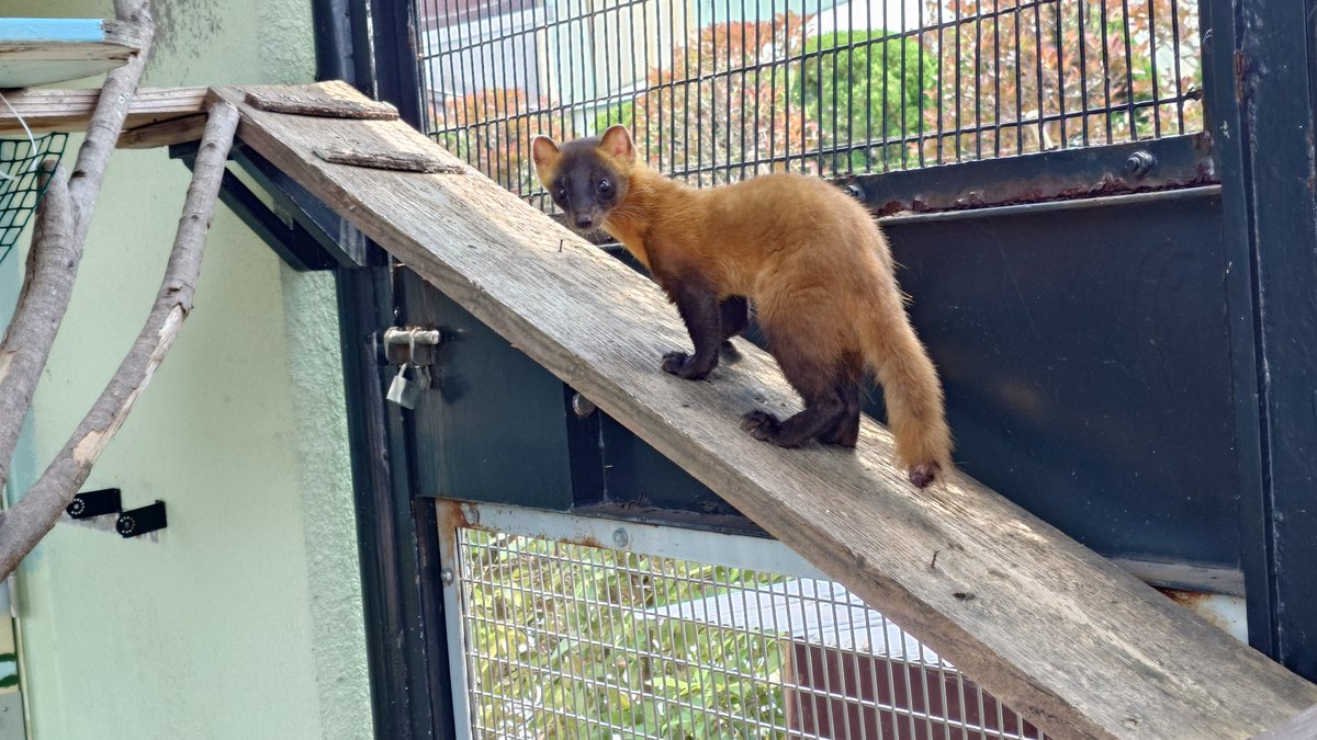 KochicityZoo's tweet photo. 小獣舎でホンドテンの展示が再開しました。岡山で2023年に幼獣保護された雄で「ウナギ」という愛称です。
＃和の森わんぱーくこうちアニマルランド https://t.co/EUi2hd9WQS