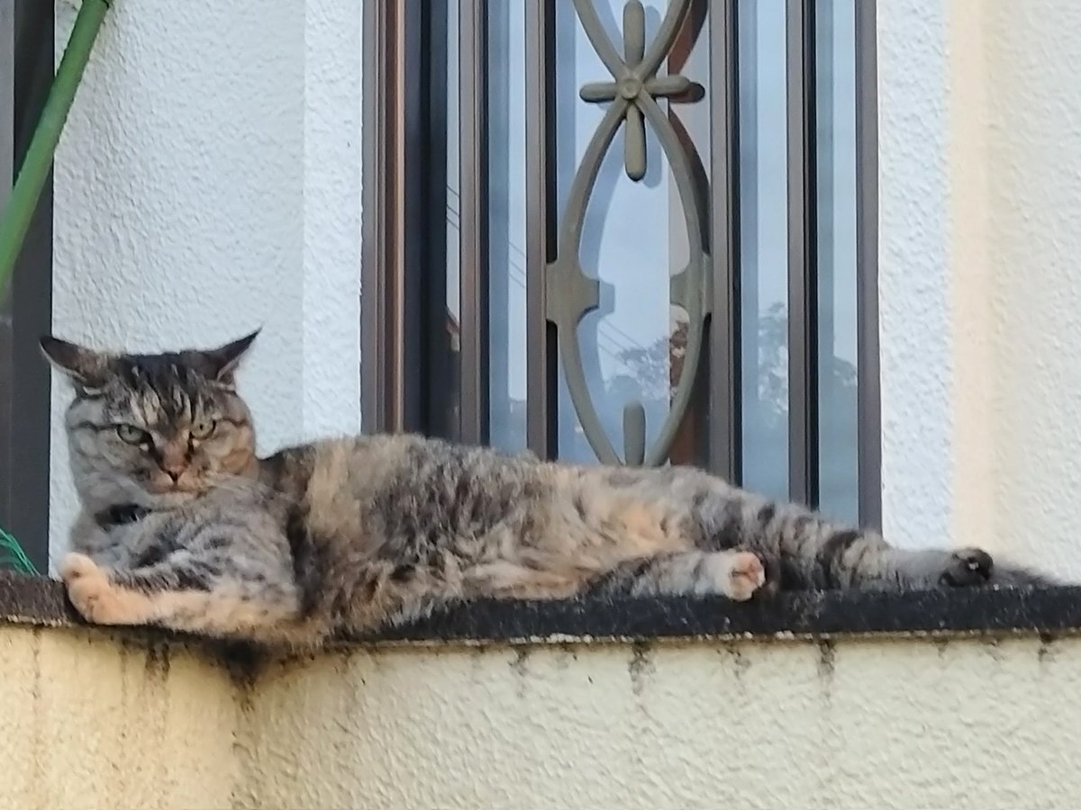 cococonokokoko's tweet photo. 毎日会う猫は、近づいても逃げない子😸

涼しい頃の定位置は
道の真ん中でした

夕方、必ず居てたけれど
初夏は道の端に居たり
居なかったり

暑くなってからは、
塀の上に居るようになり

猛暑になった最近は
見かけなくなりました

でも私は毎日通っていますよ、
猫ちゃん🚲️♥😸 https://t.co/VPVeSYKwGI