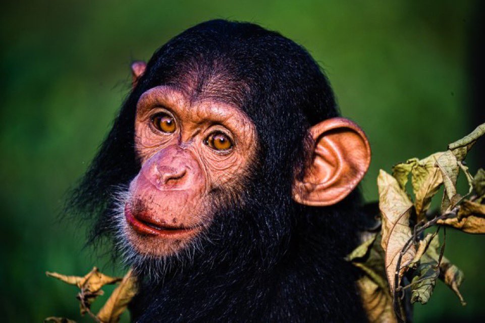 makereretourism's tweet photo. Where is the absolute BEST place to experience chimpanzees in the wild?🤔

While many African destinations offer primate safaris, one country holds the ultimate crown 🇺🇬

Today, let’s explore the top chimp tracking spots and what makes them unique
#WorldChimpanzeeDay #VisitUganda https://t.co/GJG9ZOZdD9