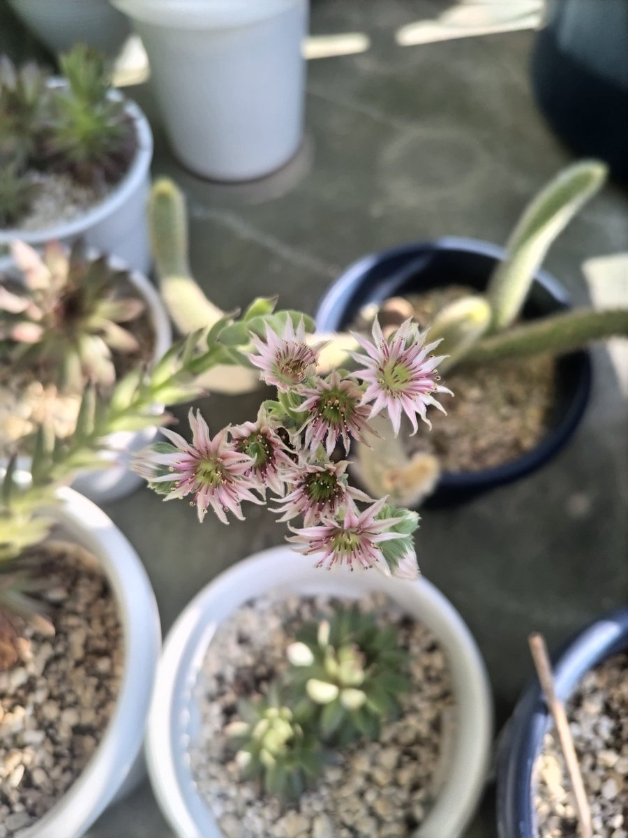 1968funaken's tweet photo. アデニウム タイソコトラナム。
購入時はそれなりに葉🌿が付いてたのに、次第に葉🌿が枯れて🍂坊主🦲になってた🥲
暫く断水していて、今朝見たら新芽🌱が幾つもでて復活✌

多肉植物のは茎がグ～ンと伸びて珍しくピンクの花🌸が咲いていた。
#アデニウムタイソコトラナム
#ベランダ園芸
#多肉植物 https://t.co/ymK9ZnGgI5