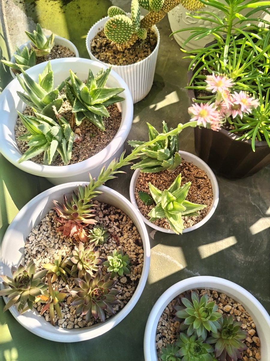 1968funaken's tweet photo. アデニウム タイソコトラナム。
購入時はそれなりに葉🌿が付いてたのに、次第に葉🌿が枯れて🍂坊主🦲になってた🥲
暫く断水していて、今朝見たら新芽🌱が幾つもでて復活✌

多肉植物のは茎がグ～ンと伸びて珍しくピンクの花🌸が咲いていた。
#アデニウムタイソコトラナム
#ベランダ園芸
#多肉植物 https://t.co/ymK9ZnGgI5