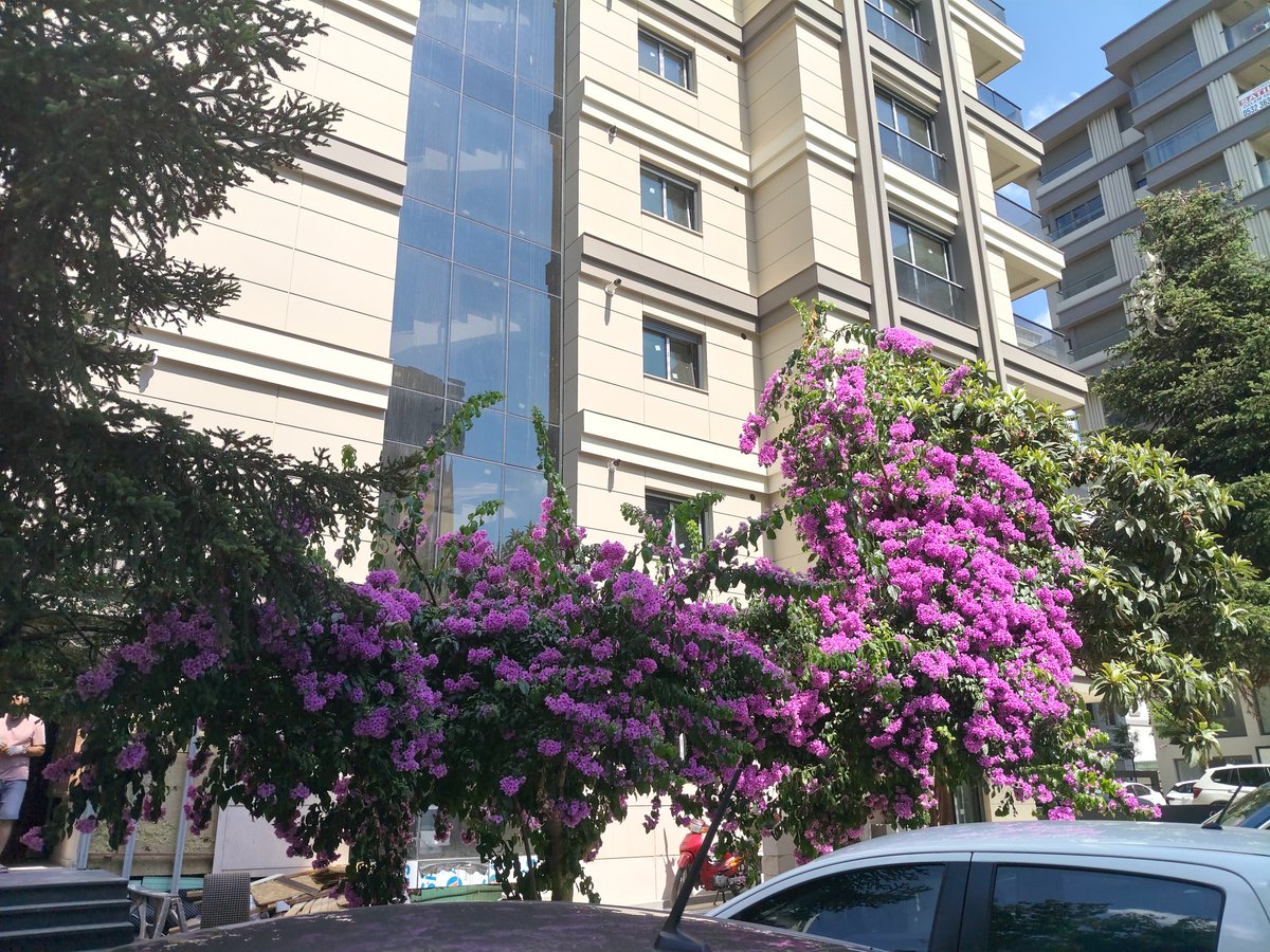 AkmazRasim's tweet photo. @onurbtn9 Erkekleri estetikten ve doğa sevgisinden bu kadar uzak tutmayalım ltf.. :)) 15 dk önce motorla giderken durup, çektiğim foto. https://t.co/U8X7LhavPv