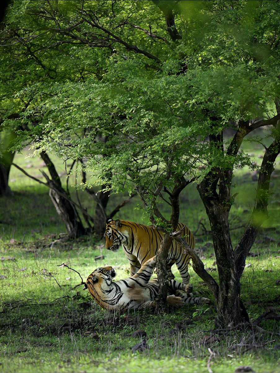 LiveUganda256's tweet photo. The majestic tiger family roaming and playing in the fresh grass 🌳🍃 the true Kings of the Forest. Every frame tells a story of raw beauty and royal wilderness.
#vivia alvídeo a https://t.co/A7epMqsfL2