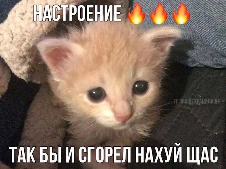 st0441647's tweet photo. девочки Рафа, мне за вас так обидно, если честно. Если будет новый миф - его также не будут анонсить и промоутить, и как бута сейчас нет такого предвкушения и волнения. суки. 
#ValkoIsInnocent #ValkoIsLoved #JusticeForValko #KeepValkoAlive #SaveValko https://t.co/a8KMsYrylH