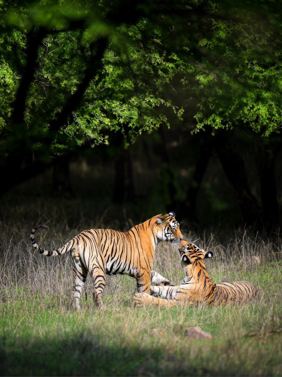 LiveUganda256's tweet photo. The majestic tiger family roaming and playing in the fresh grass 🌳🍃 the true Kings of the Forest. Every frame tells a story of raw beauty and royal wilderness. https://t.co/DpjTKZK6Ca