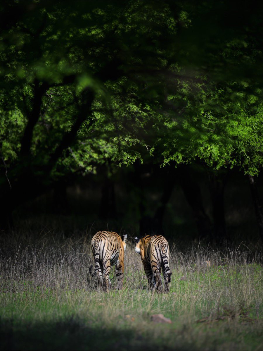LiveUganda256's tweet photo. The majestic tiger family roaming and playing in the fresh grass 🌳🍃 the true Kings of the Forest. Every frame tells a story of raw beauty and royal wilderness. https://t.co/DpjTKZK6Ca
