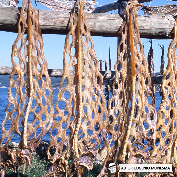 EugenioMonesma's tweet photo. 🐟☀️ Sol, viento y 20 días de paciencia: la receta secreta detrás del secado tradicional del #CONGRIO.
Rosina me mostró su pequeño secadero donde durante 45 años limpió, preparó y colgó cuidadosamente estos pescados.
📽️ Documental COMPLETO (9'): https://t.co/91Iglhe5M9 https://t.co/adBVDFI5e4