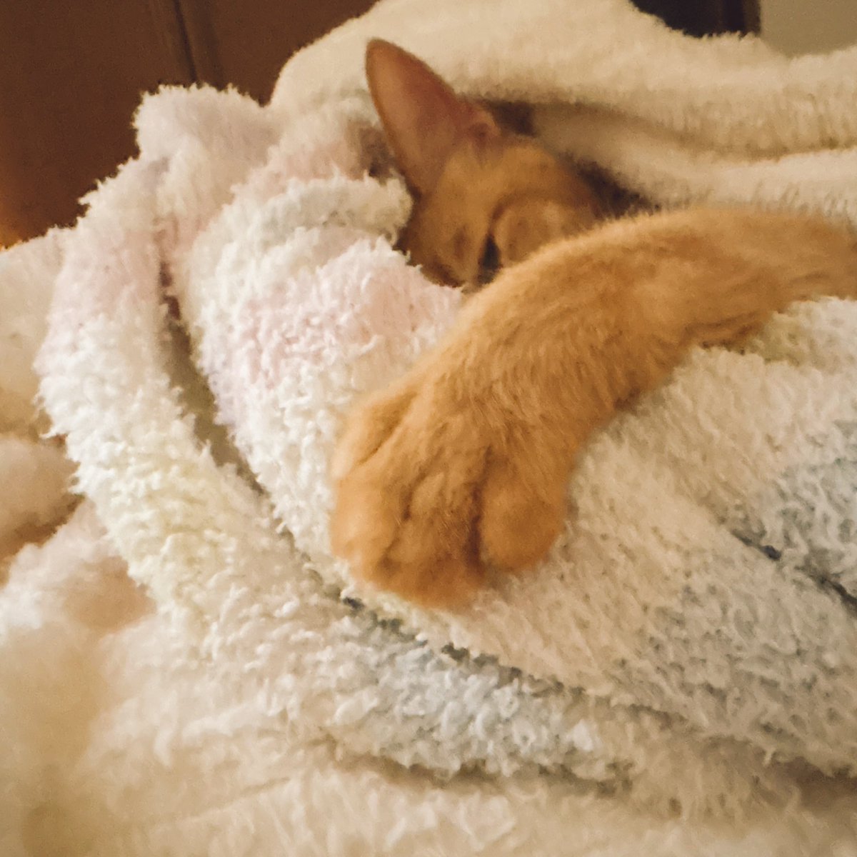 Luna_fain22's tweet photo. みんなお仕事お疲れ様☆★☆
猫パンチ♡ https://t.co/GKdmo47OYR