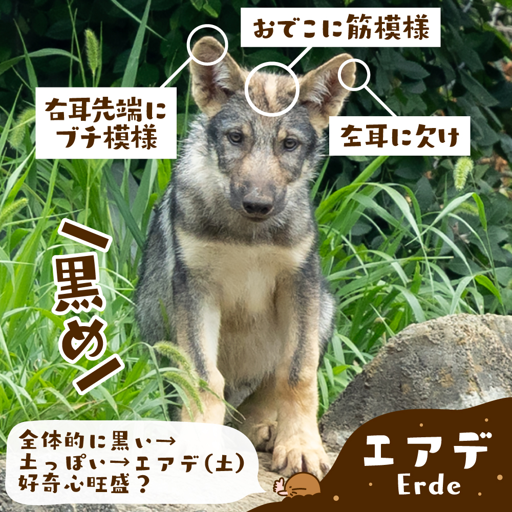 mammoth_nishi14's tweet photo. バウム＆エアデ
個人的見分けメモまとめ（2026.7.16現在）
ただ、お尻側を出されると全然わからない😂

こんなのすぐ使えなくなるくらいに、どんどん大きくなってね。

#タイリクオオカミ #ヨーロッパオオカミ
#バウム #エアデ
#多摩動物公園 https://t.co/vqZljiTCqV
