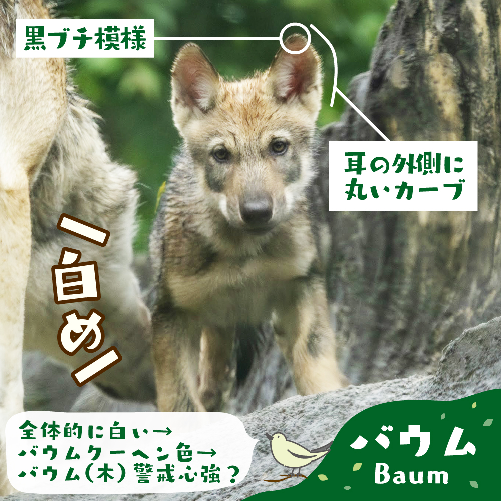 mammoth_nishi14's tweet photo. バウム＆エアデ
個人的見分けメモまとめ（2026.7.16現在）
ただ、お尻側を出されると全然わからない😂

こんなのすぐ使えなくなるくらいに、どんどん大きくなってね。

#タイリクオオカミ #ヨーロッパオオカミ
#バウム #エアデ
#多摩動物公園 https://t.co/vqZljiTCqV
