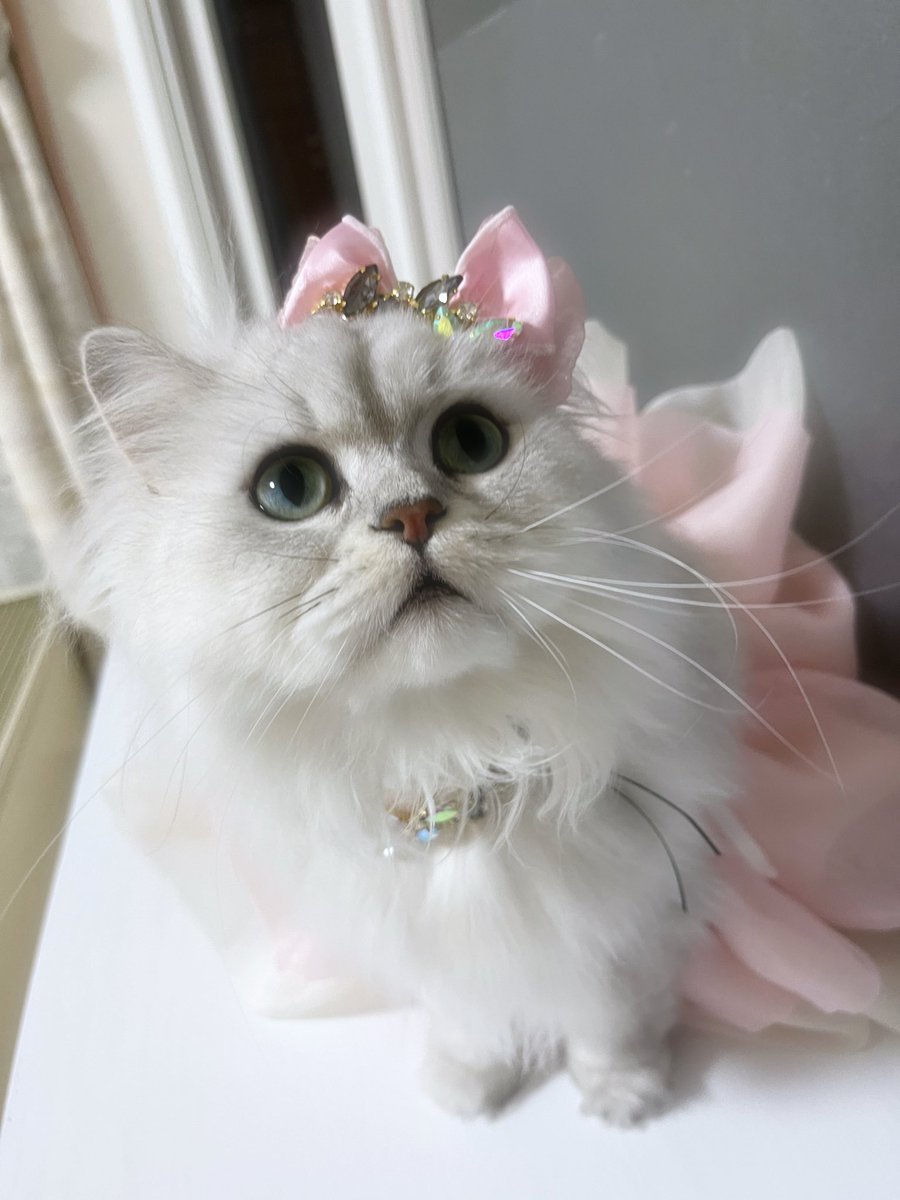茶々ママ (@chachamama0515) / Posts / X