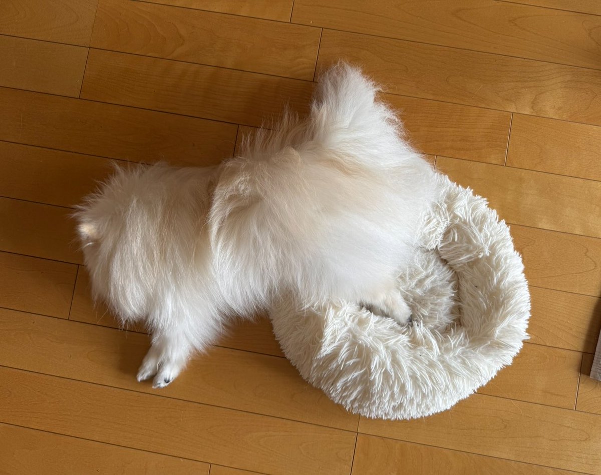 omaparidog's tweet photo. 赤ちゃん期に使ってたベッド、サイズアウトしてるのにまだ使ってる https://t.co/LwdLaZb6W6