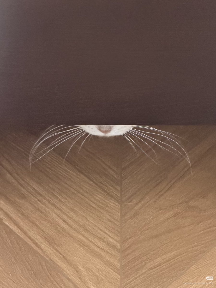 nocontextscats tweet picture