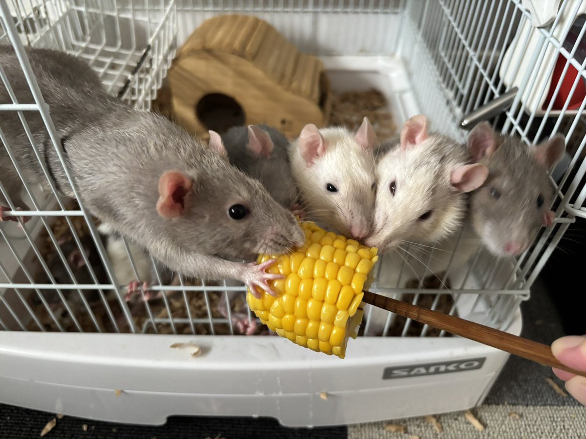 RINGO_rat0305's tweet photo. パパ買ってきてくれたねえ🌽 https://t.co/4q2Pr9kCsI