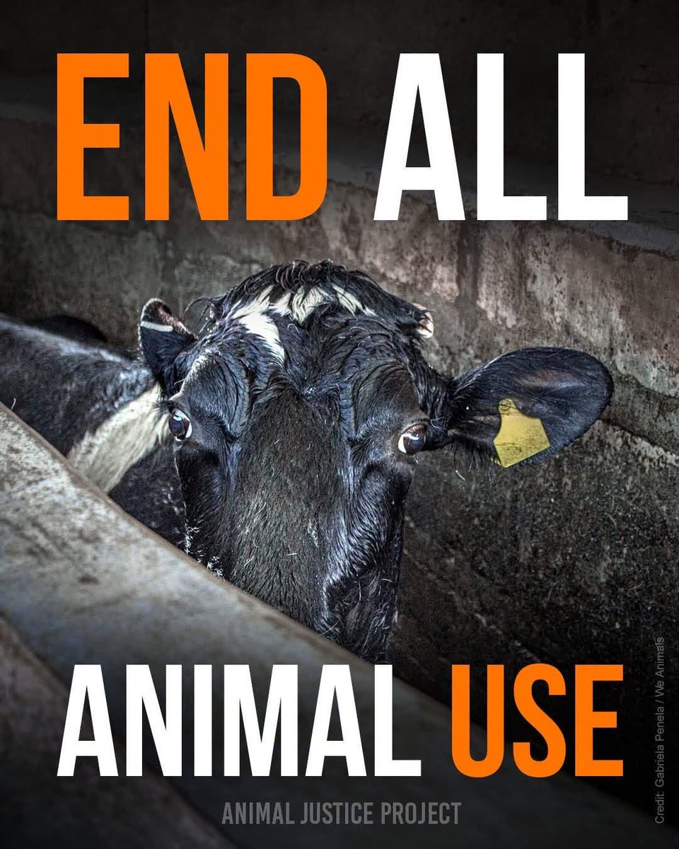 DERVIEMOO's tweet photo. 😢💔. Please chose to end this atrocity to innocent animals, birds and sea life. Say no to the killing machine, robot humans in these barbaric industries .💚🌱💚🙏🏼 x https://t.co/3cCRLItgSf