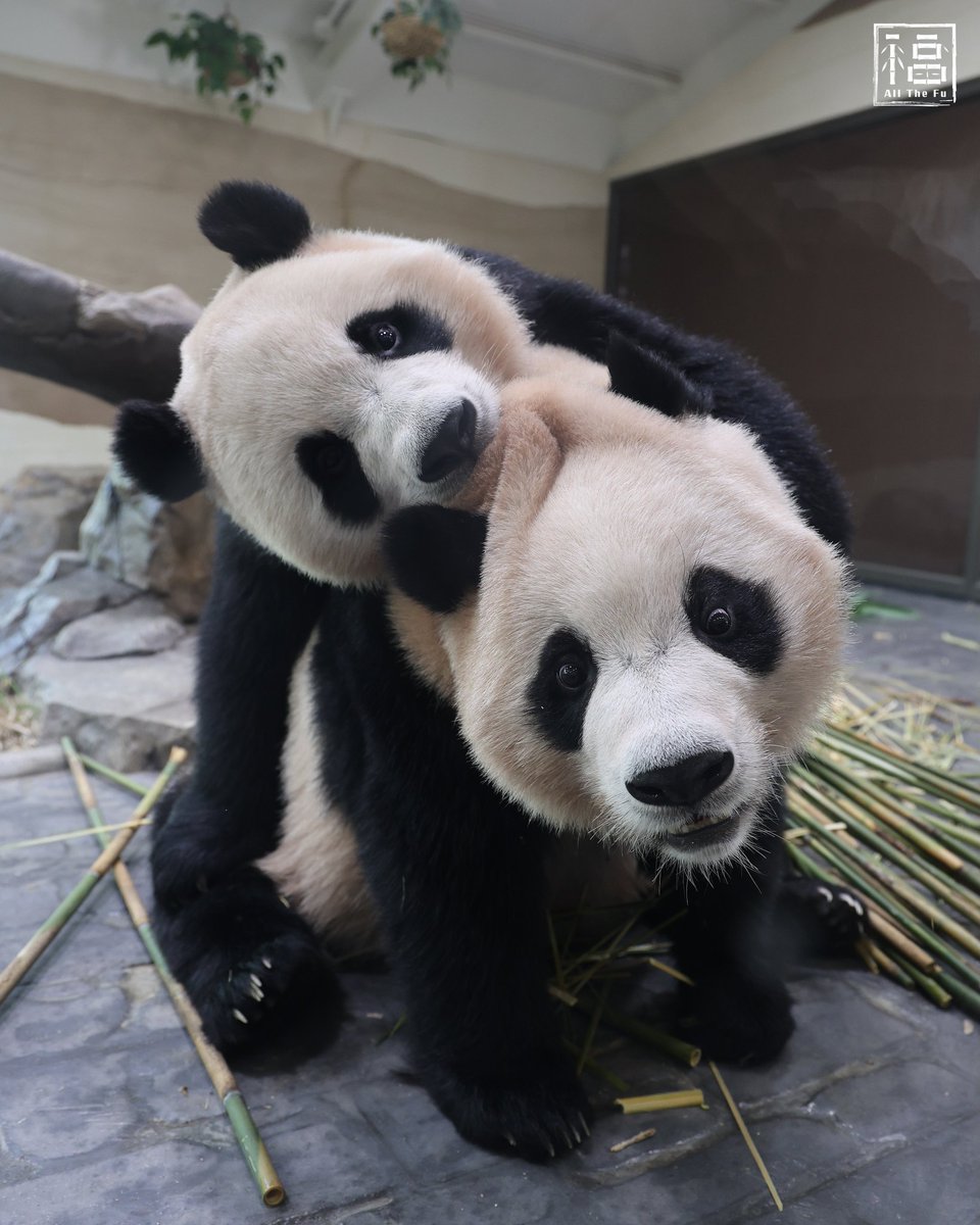 avocado_bao's tweet photo. 보자마자 빵터진 사진 https://t.co/v4d0hZtsOx