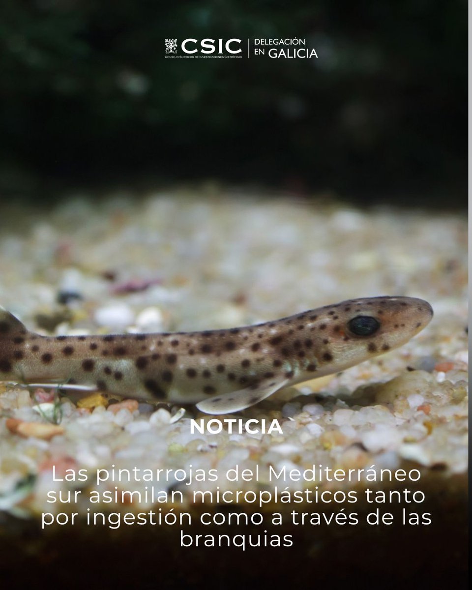 CSICGalicia's tweet photo. 🦈Las pintarrojas del Mediterráneo sur también respiran microplásticos
Un estudio del @IEOVigo observó que estos pequeños tiburones presentaron microplásticos tanto en su estómago como en las branquias
🌊 Claves sobre su impacto en ecosistemas marinos  
🔗 https://t.co/CKYG7Bb988 https://t.co/pIldSfziiY