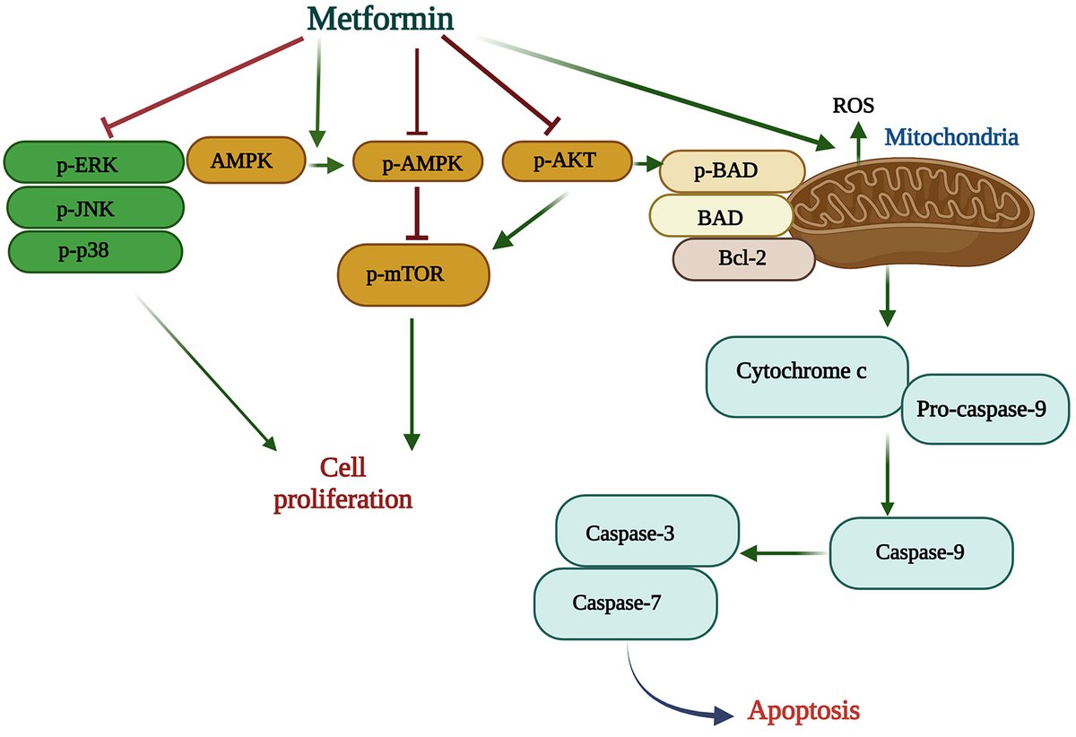 OAE_JCMT's tweet photo. 🧬 JCMT Article Sharing

Leveraging metformin to combat hepatocellular carcinoma: its therapeutic promise against hepatitis viral infections
📖 Read: https://t.co/QP0AjYNPJU
📥 PDF: https://t.co/1TjXJjESsw

#HepatocellularCarcinoma #Metformin #LiverCancer #CancerResearch #JCMT https://t.co/6hYDlZ4pCp
