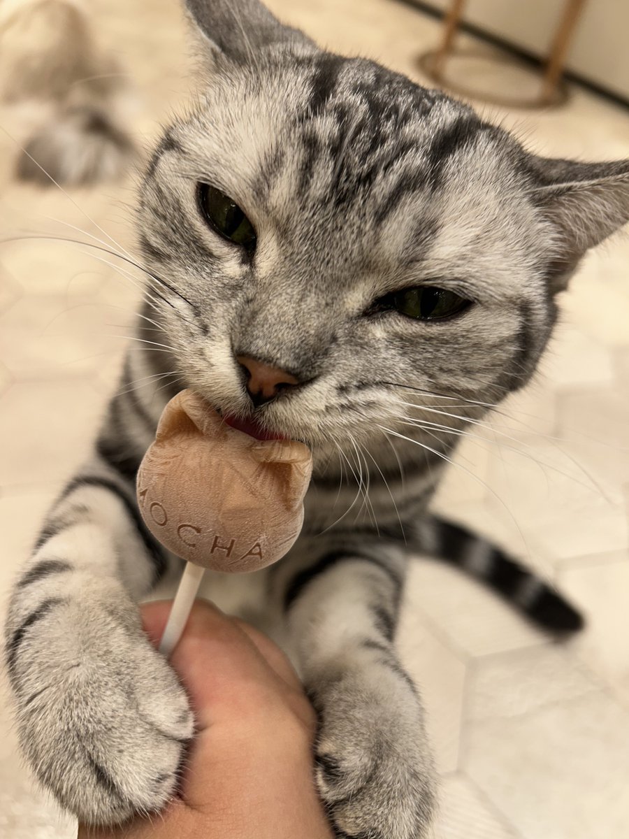 orotigirl's tweet photo. 猫カフェ行ってきた
めちゃくちゃ可愛かった🐈 https://t.co/aZoAtRknR1