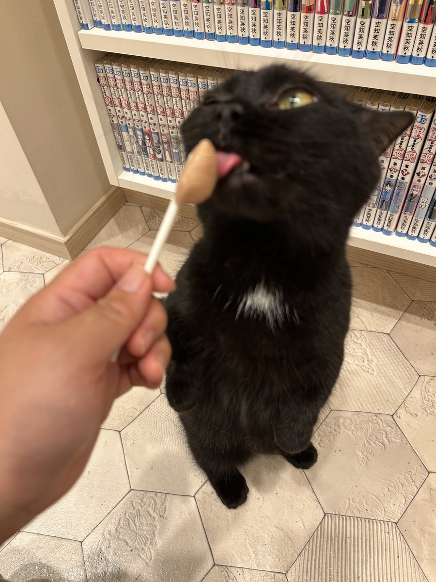 orotigirl's tweet photo. 猫カフェ行ってきた
めちゃくちゃ可愛かった🐈 https://t.co/aZoAtRknR1