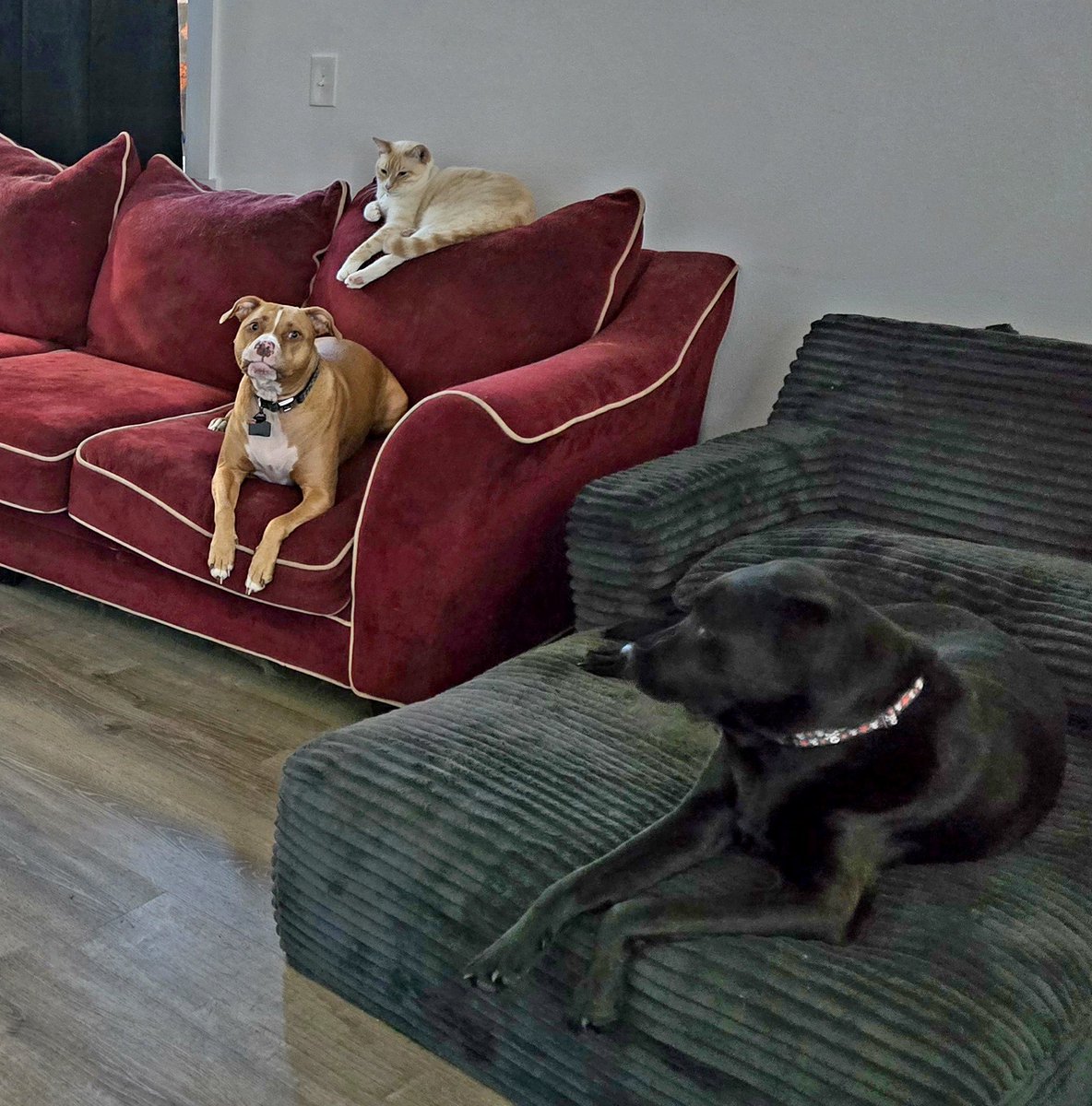 MandrsBeWeird's tweet photo. A pictorial essay on the milliseconds before my living room turns into a mandatory family meeting. 🏛️🐕

​Ava the pit is about to have some very strong opinions that I definitely need to hear... while Jack the Belgian Malinois mix and Otis the flame point Siamese maintain their roles as the quiet observers. 🐾🤫

​📢 Does your dog hold mandatory "family meetings" too?

​#pitbull #belgianmalinois #flamepointsiamese #doglife