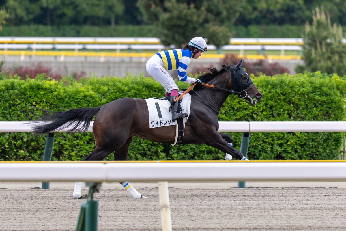 kmym_bokujo's tweet photo. 7月16日　佐賀競馬第8レース
KYUSHU DREAM賞(19:35 ダ1300m)

我が家の生産馬🐴ワイドレッド号(8番)が出走します！

佐賀移籍後も健気に頑張って走るバズ子、佐賀での初勝利目指して頑張ってほしいです！

熱い応援よろしくお願いいたします‼️ https://t.co/AN673krXtM