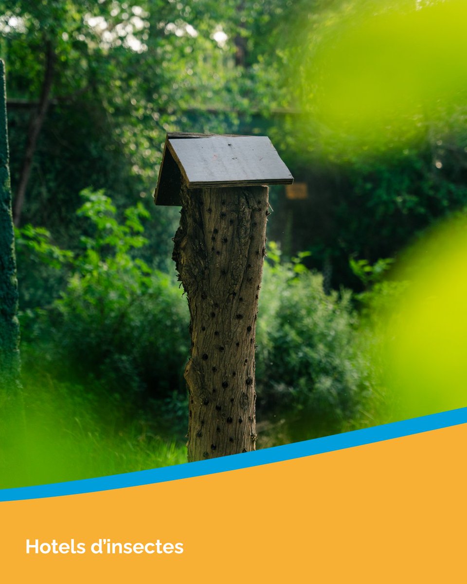 RefugiBioBesos's tweet photo. 🌿 El Refugi de Biodiversitat ha crescut pas a pas.

🐸 Nous hàbitats per a amfibis, aus i altres espècies.
🌱 Més vegetació de ribera.
🐝 Caixes niu i hotels d’invertebrats.

Una actuació d’1 M€ per fer del Besòs un espai més viu, verd i biodivers. https://t.co/MMOMmFlUTl