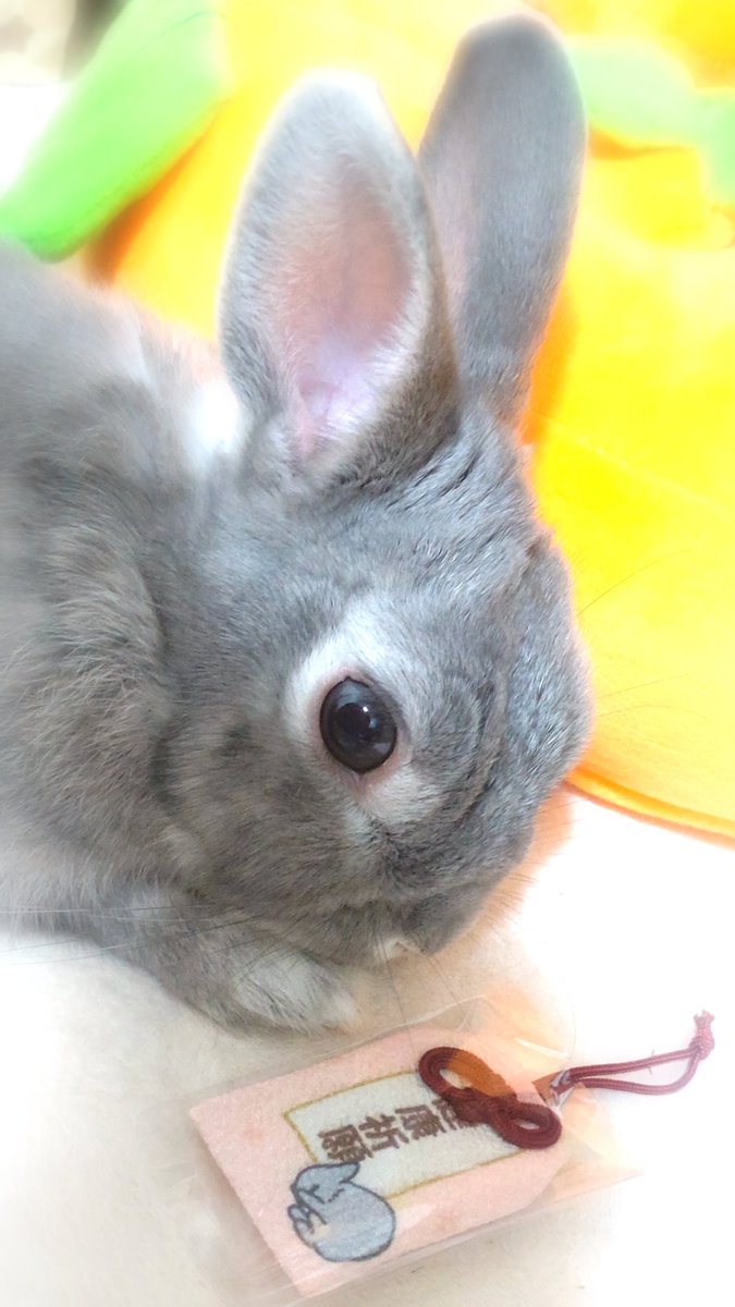 usapyoi10106's tweet photo. 狙ってたぽみーさんの健康祈願お守りを入手したってわけ🐇 https://t.co/MwK5hyO9CU