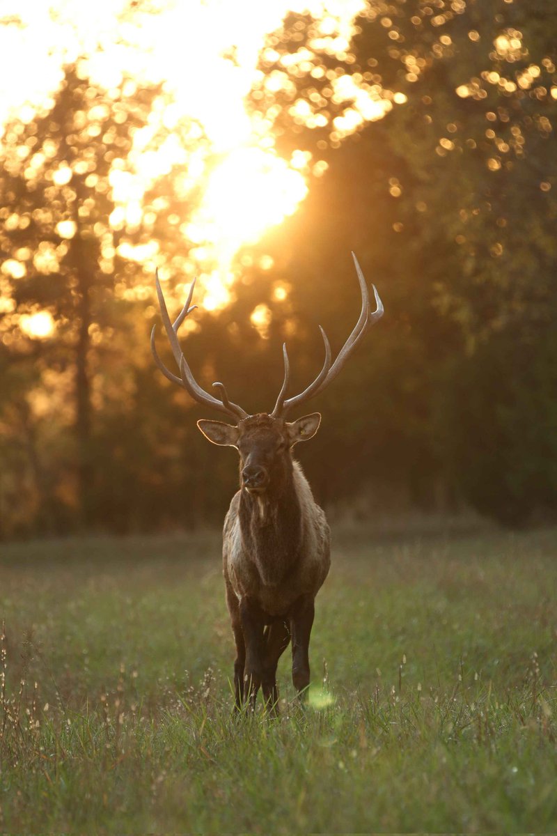 TheHuntingGrnds's tweet photo. @russcar10now Good morning from The Hunting Grounds, Missouri! https://t.co/yQeXcqlfZ4