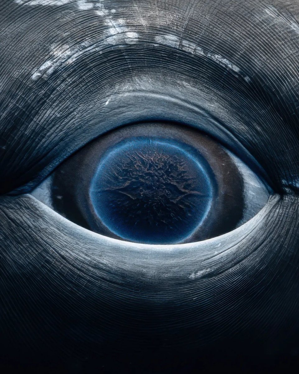 NightSkyToday's tweet photo. 🚨: Photographer Rachel Moore captures a rare close-up image of a whale's eye.😮 https://t.co/WBpJgm2Of9
