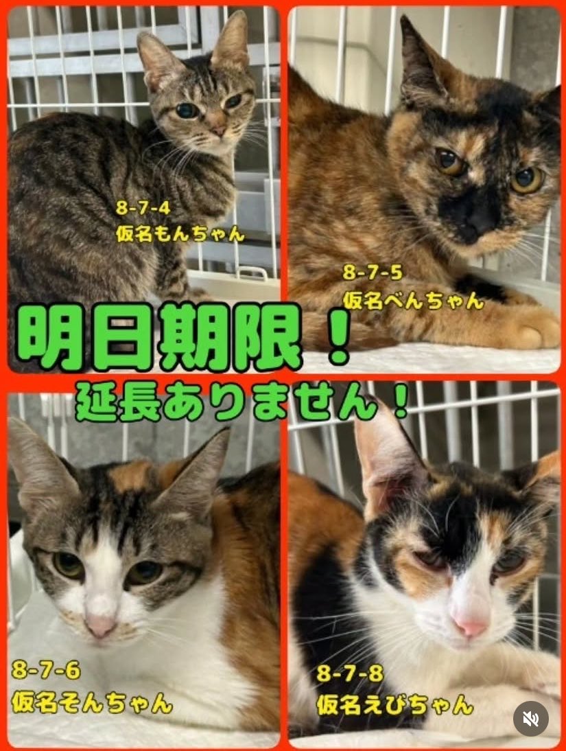 hgwj2WODcjLjHal's tweet photo. ❤️譲渡されました❤️
山口県長門健康福祉センターに5/18多頭飼育放棄で収容された8匹の猫さんのうち管理番号7白猫ふくちゃんは7/15一般譲渡されました😂ふくちゃんおめでとう。幸せになってね。
残り4匹🆘収容期限7/17‼️運搬お引き出しのご相談はちびたまのしっぽ愛護会様へ🙏
https://t.co/3UvYRyxw19 https://t.co/E2bWQRcTes