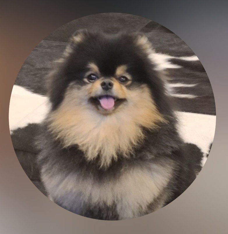 thsweeth's tweet photo. Taehyung comentó un video de los Santos bravos con enhypen 

🐻 "Tu pelo se ve genial, se parece a mi foto de perfil"

Osea a tan😭😭😭😭😭😭 https://t.co/dIYW0pZRJ2