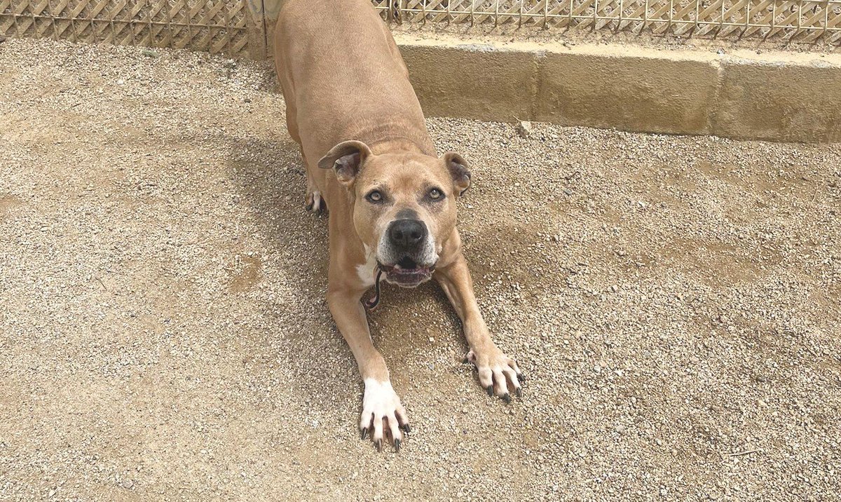 protemataro's tweet photo. La Dasha té 9 anys i viu al refugi de Cal Pilé, a Mataró. 💔 És afectuosa, juganera i sociable amb les persones, però no s’adapta al refugi i comença a mostrar ansietat. Ha de ser filla única.

Forma part de #CanviaLaSevaHistòria. Li dones una oportunitat? https://t.co/FwKWQgbSQ4