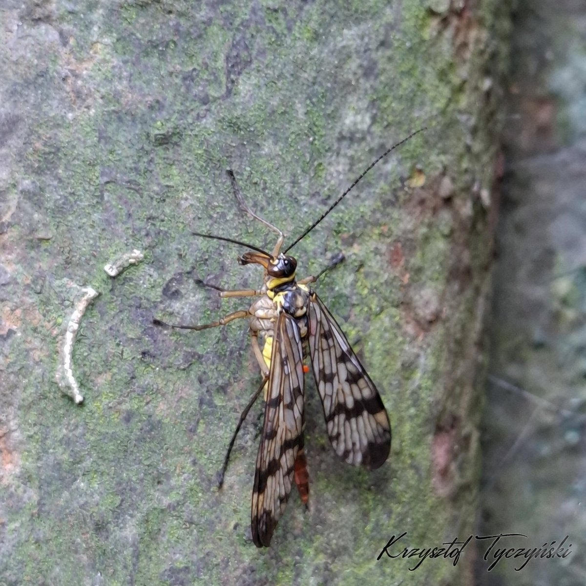 tyczynski_k's tweet photo. #Wojsiłka zwyczajna (Panorpa vulgaris) - gatunek owada z rzędu wojsiłek, blisko spokrewniony z wojsiłką pospolitą. Jest aktywna od maja do października.
❗️Wojsiłka zwyczajna odżywia się padliną (rzadko atakuje i zjada żywe owady), spija nektar z kwiatów i pobiera spadź.
#owad #lato #ogród