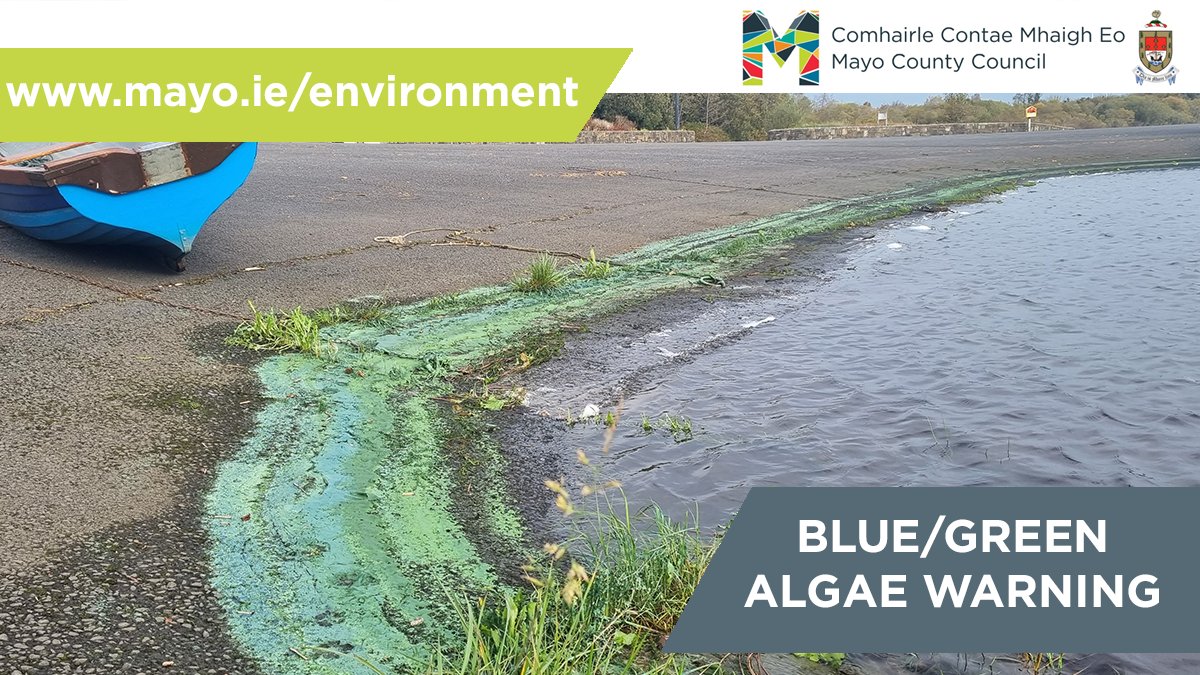 MayoCoCo's tweet photo. In warmer weather, natural algae blooms and cyanobacteria become more prevalent along river and lake shorelines.

These produce toxins which have potential to cause illness in humans and fatalities of animals, especially dogs.

More: https://t.co/rcKecjaNuu https://t.co/gWZGdi2sbT