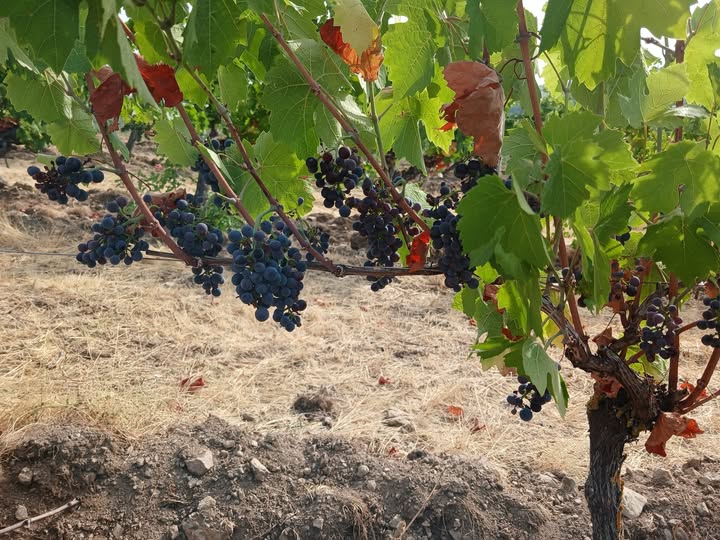 CorinneLaurent's tweet photo. 16 juillet 2026 à Verneuil, Pinot noir sur granite.
Sol sec, enherbement grillé, quelques feuilles grillées par la chaleur… mais la maturation suit son cours.
Quelques pluies seraient désormais les bienvenues pour accompagner la vigne jusqu'aux vendanges. 1/2 https://t.co/PH01Bu2oz0